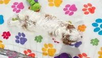 Jack, a male Cavapoo and Poodle - Toy  for sale in Tucson, AZ – 6 of 10