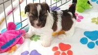 Tucker, a male Havashire for sale in Tucson, AZ – 2 of 10