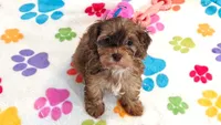 Emma, a female Cockapoo and Poodle - Toy  for sale in Tucson, AZ – 6 of 9