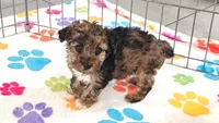 Marshall, a male Yorkshire Terrier and Poodle - Toy  for sale in Tucson, AZ – 5 of 10
