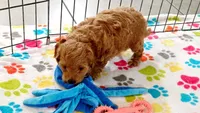 Frankie, a male Cavapoo and Poodle - Miniature  for sale in Tucson, AZ – 2 of 10