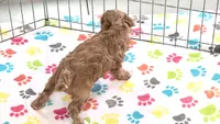 Chester, a male Cavapoo and Poodle - Toy  for sale in Tucson, AZ – 7 of 10