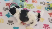Ace, a male Maltese and Papillon for sale in Tucson, AZ – 6 of 9