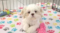 Holly, a female Shih Tzu for sale in Tucson, AZ – 5 of 9