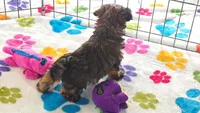 Jasmine, a female Yorkshire Terrier and Poodle - Toy  for sale in Tucson, AZ – 10 of 10