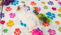 Harley, a female Cavapoo and Poodle - Toy  for sale in Tucson, AZ – 8 of 9