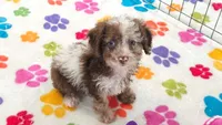 Leo, a male Cockapoo and Poodle - Toy  for sale in Tucson, AZ – 8 of 8