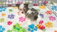 Duke, a male Maltese and Papillon for sale in Tucson, AZ – 2 of 10