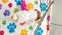 Violet, a female Cavapoo and Poodle - Toy  for sale in Tucson, AZ – 7 of 10