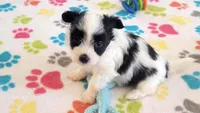 Dakota, a female Maltese and Papillon for sale in Tucson, AZ – 10 of 10