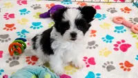 Ace, a male Maltese and Papillon for sale in Tucson, AZ – 8 of 9