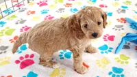 Harper, a female Cavapoo and Poodle - Miniature  for sale in Tucson, AZ – 7 of 10