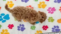 Lilly, a female Cavapoo and Poodle - Toy  for sale in Tucson, AZ – 7 of 10