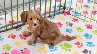Chester, a male Cavapoo and Poodle - Toy  for sale in Tucson, AZ – 8 of 10