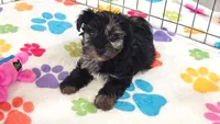 Connor, a male Yorkshire Terrier and Poodle - Toy  for sale in Tucson, AZ – 2 of 10