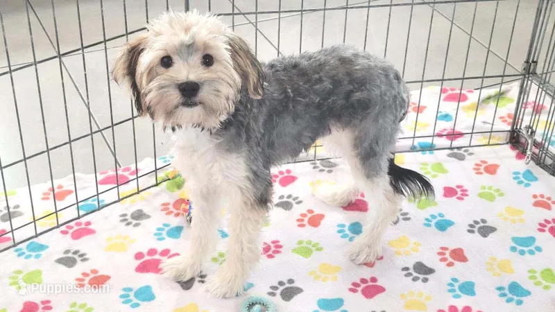 Robert – Morkie puppy for sale in Tucson, AZ