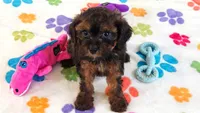 Rudy, a male Cavapoo and Poodle - Toy  for sale in Tucson, AZ – 4 of 9