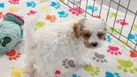 Hank, a male Cavapoo and Poodle - Toy  for sale in Tucson, AZ – 8 of 10