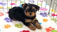 Oscar, a male Yorkshire Terrier for sale in Tucson, AZ – 9 of 9