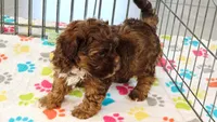 Charlie, a male Shih Tzu and Poodle - Toy  for sale in Tucson, AZ – 2 of 9