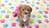Bentley, a male Cavapoo for sale in Tucson, AZ – 7 of 10