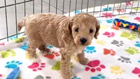 Harper, a female Cavapoo and Poodle - Miniature  for sale in Tucson, AZ – 4 of 10