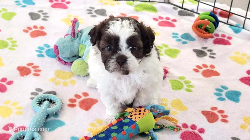 Ella, a female Shih Tzu and Poodle - Toy  for sale in Tucson, AZ – 1 of 10
