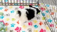 Baxter, a male Maltese and Papillon for sale in Tucson, AZ – 8 of 8