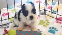 Ace, a male Maltese and Papillon for sale in Tucson, AZ – 7 of 9