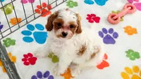 Violet, a female Cavapoo and Poodle - Toy  for sale in Tucson, AZ – 5 of 10