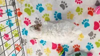 Hank, a male Cavapoo and Poodle - Toy  for sale in Tucson, AZ – 9 of 10