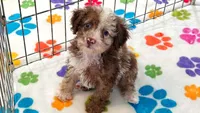 Leo, a male Cockapoo and Poodle - Toy  for sale in Tucson, AZ – 2 of 8