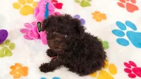 Nugget, a female Cockapoo and Poodle - Toy  for sale in Tucson, AZ – 4 of 9