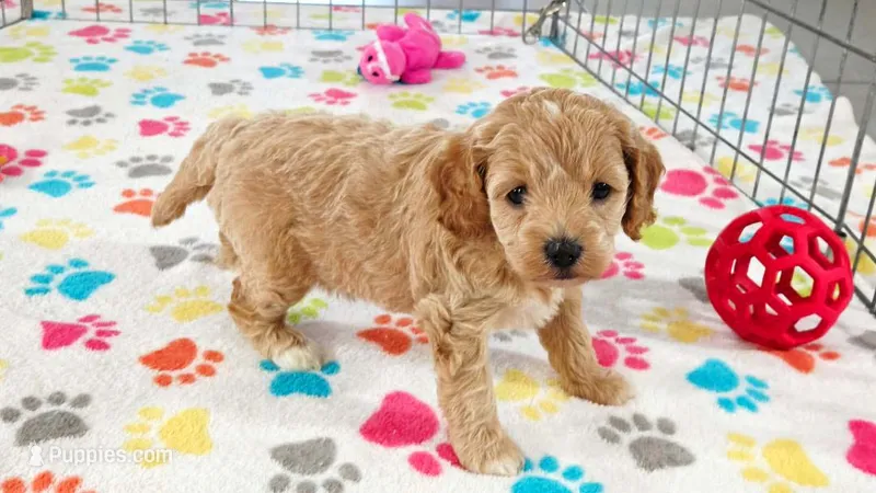 Harper – Cavapoo, Poodle - Miniature  puppy for sale in Tucson, AZ