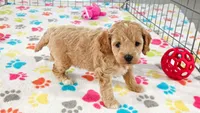 Harper, a female Cavapoo and Poodle - Miniature  for sale in Tucson, AZ – 1 of 10