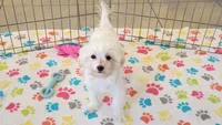 Joey, a male Maltipoo for sale in Tucson, AZ – 6 of 9
