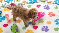 Lilly, a female Cavapoo and Poodle - Toy  for sale in Tucson, AZ – 4 of 10