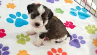 Jackson, a male Havashire for sale in Tucson, AZ – 9 of 10