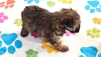 Jasmine, a female Yorkshire Terrier and Poodle - Toy  for sale in Tucson, AZ – 6 of 10