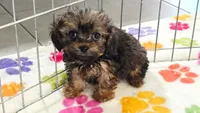 Ginger, a female Cavapoo and Poodle - Toy  for sale in Tucson, AZ – 5 of 10