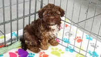 Charlie, a male Shih Tzu and Poodle - Toy  for sale in Tucson, AZ – 7 of 9