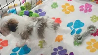 Bandit, a male Maltese and Papillon for sale in Tucson, AZ – 8 of 10
