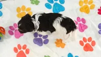 Piper, a female Havashire for sale in Tucson, AZ – 7 of 9