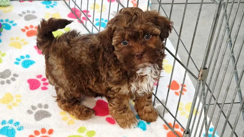 Charlie – Shih Tzu, Poodle - Toy  puppy for sale in Tucson, AZ
