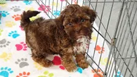 Charlie, a male Shih Tzu and Poodle - Toy  for sale in Tucson, AZ – 1 of 9
