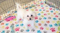 Joey, a male Maltipoo for sale in Tucson, AZ – 7 of 9