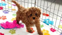 Chase, a male Cavapoo and Poodle - Toy  for sale in Tucson, AZ – 2 of 10