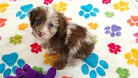Leo, a male Cockapoo and Poodle - Toy  for sale in Tucson, AZ – 5 of 8