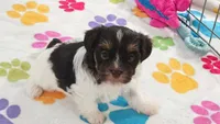 Piper, a female Havashire for sale in Tucson, AZ – 9 of 9