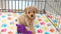 Maddie, a female Cavapoo and Poodle - Toy  for sale in Tucson, AZ – 4 of 10